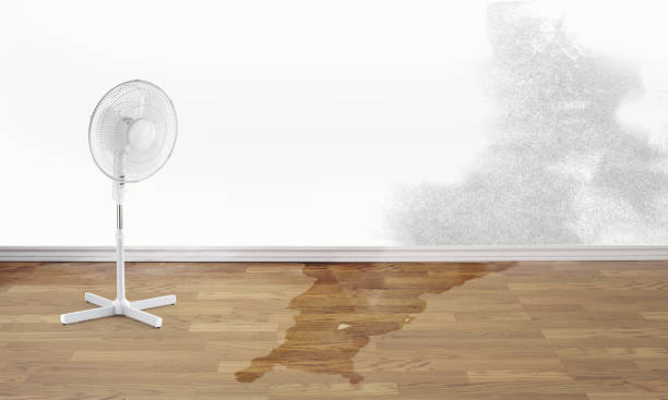 Best Water damage repair service  in Corcoran, MN