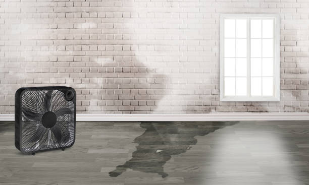 Best Water damage contractors near me  in Corcoran, MN